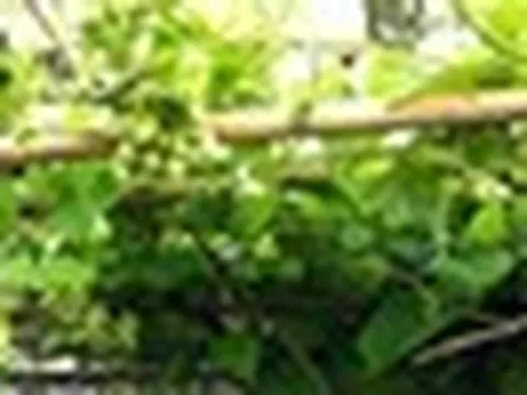 3 lý do vì sao bạn nên trồng cây thiên lý trước nhà