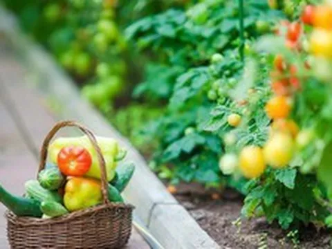 Tế bào ung thư "ghét" loại rau nào nhất? Đây là những 'khắc tinh' của ung thư: Chợ Việt bán đầy nhưng nhiều người không biết cách ăn để phát huy tác dụng