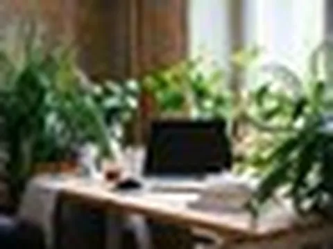 Đặt cây xanh trên bàn làm việc: 4 điều ai cũng nên biết