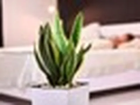 4 vị trí nên tránh khi đặt cây lưỡi hổ trong nhà