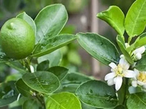 7 lý do tại sao gia đình nào cũng nên trồng ít nhất 1 cây chanh