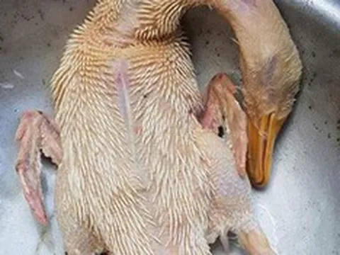 Mẹo nhà bếp cực đỉnh: Thịt vịt hết mùi hôi chỉ sau vài bước, ai ăn cũng khen ngon