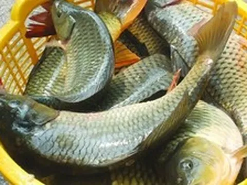 Lời khuyên khi mua cá