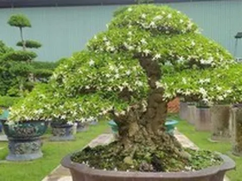 "Trồng đúng cây, ba đời vượng": Đây là 3 loại cây nên có trong nhà