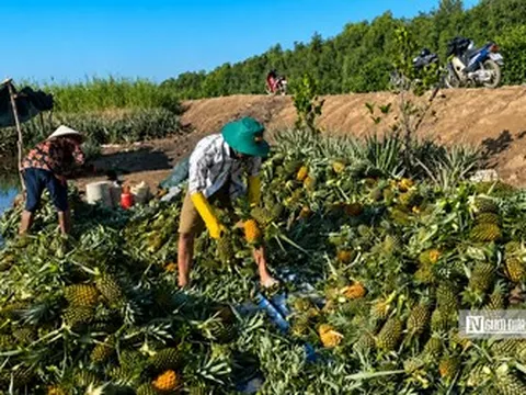 Đồng Tháp: Khóm mất giá, người trồng thấp thỏm