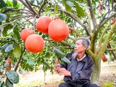 Loại quả Việt Nam lọt top ngon nhất thế giới: Chỉ có ở Thanh Hóa, mỗi năm thu 1 lần, cận vụ càng khó mua