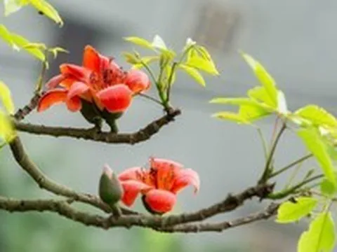Người xưa có câu "Cây dữ rước họa": 3 loại cây tránh trồng sát nhà