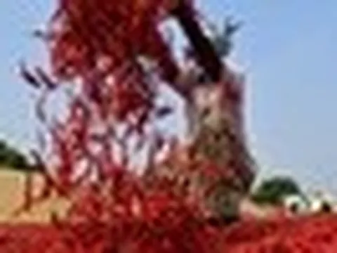 Không phải sầu riêng, loại quả trồng khắp Việt Nam là gia vị triệu đô của thế giới: Trung Quốc, Lào đua nhau mua, thu gần 50 triệu USD từ đầu năm