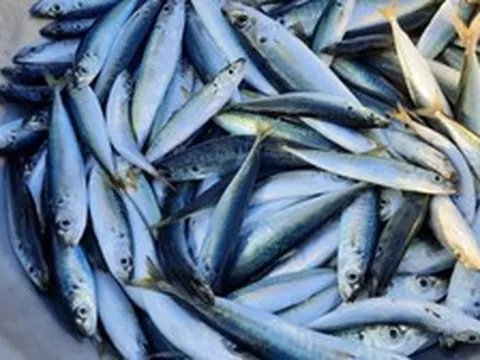 Bác sĩ tiết lộ 5 loại cá bình dân giàu omega-3 không thua cá hồi: Chợ Việt có tất cả