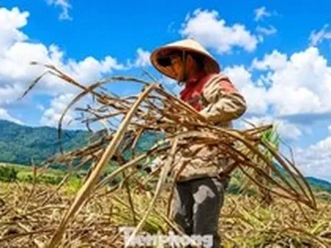 Vựa mía lớn nhất nước lao đao
