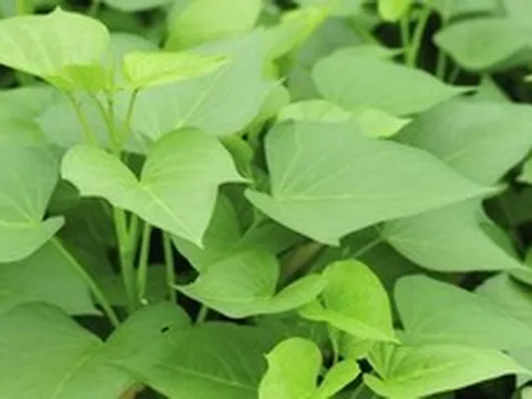 Việt Nam có 1 loại rau rẻ bèo, cực quen thuộc, hóa ra là "siêu thực phẩm" mà Trung Quốc cực thích