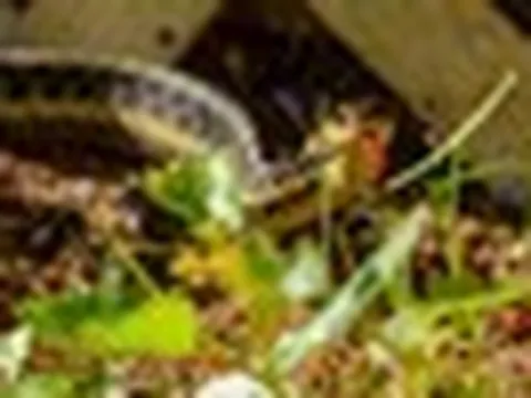 5 loại cây có thể "dẫn" rắn tới nhà: Nhiều gia đình trồng mà không biết