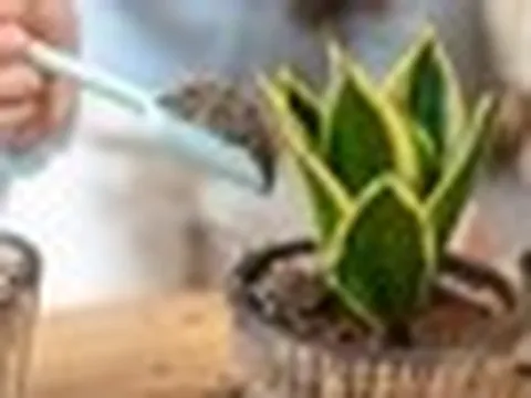 5 điều nhất định phải biết trước khi trồng cây lưỡi hổ trong nhà: Điều cuối cùng đặc biệt quan trọng