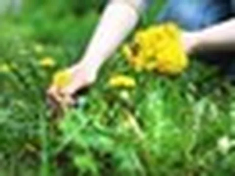 Phát hiện khả năng "tiêu diệt" tế bào ung thư cực đỉnh của loại rau mọc dại đầy Việt Nam