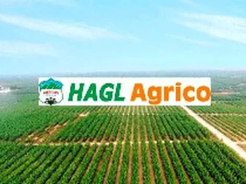 HAGL Agrico sáp nhập ba công ty con tại Lào